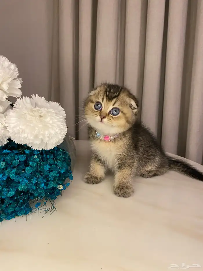 قطط للبيع سكوتش 7