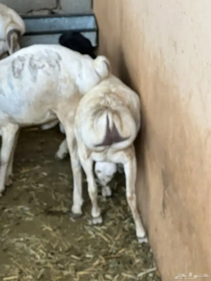 برابر جذعان مرابي 3 شهور وزود 6