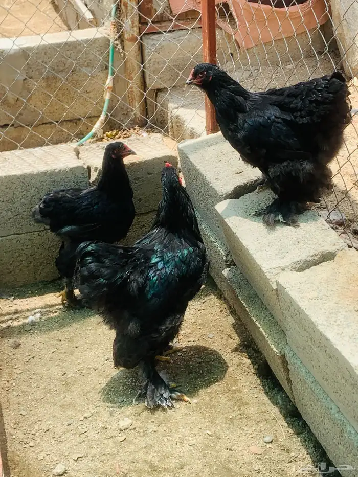صوص براهما للبيع 1