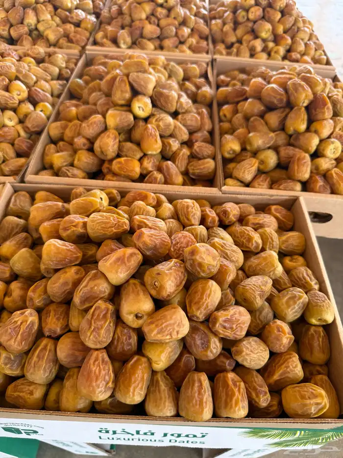 تمور القصيم 6