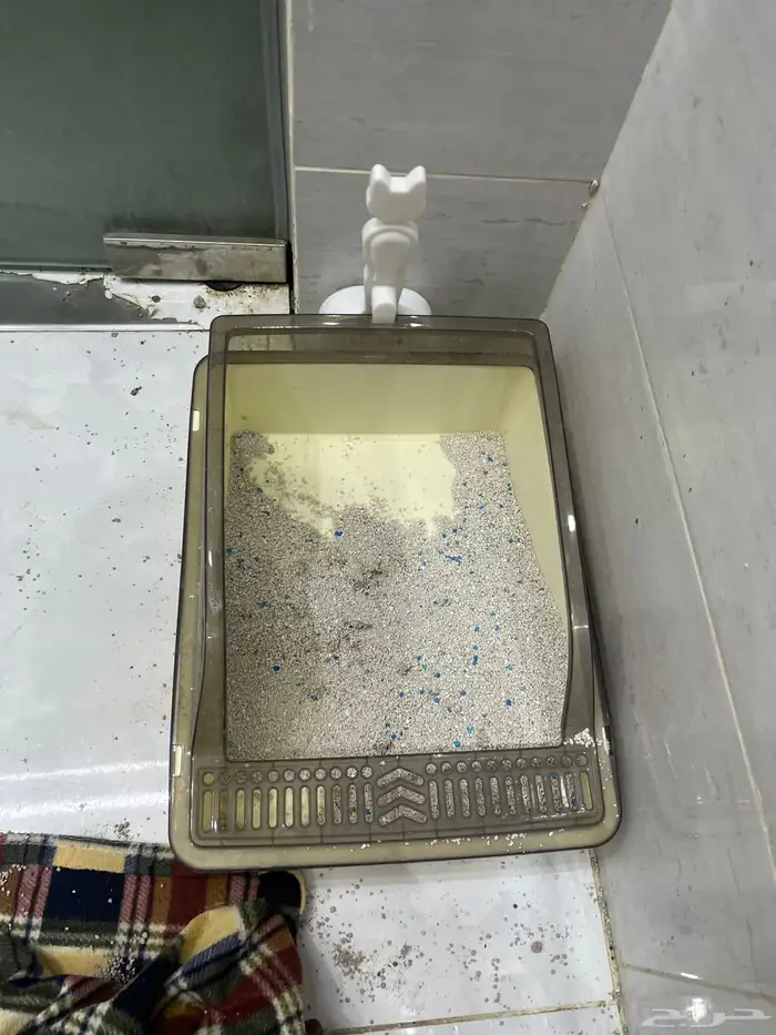 بسة أو قطة لتبني 7