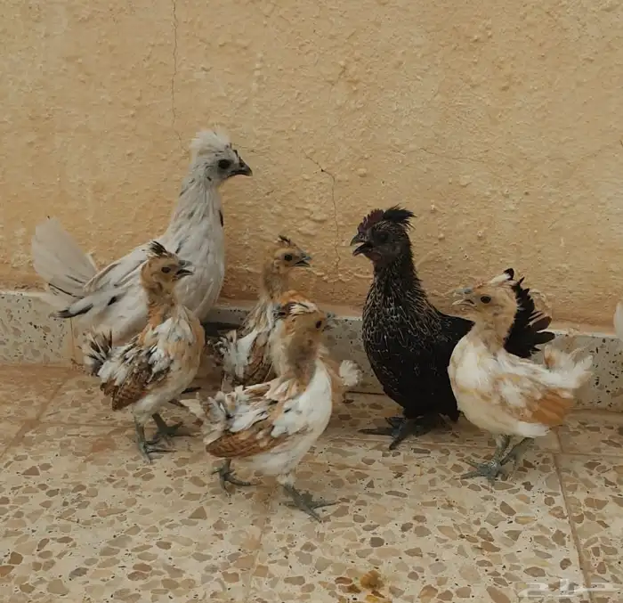 للبيع صوص دجاج كويتي 0