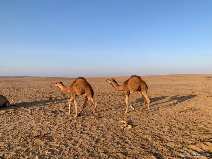 بعير فحل ع كافه الشروط صور انتاجه موجوده 6