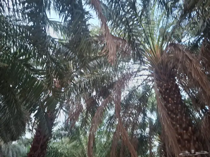 تمر برني العيص انتاج السنه 17