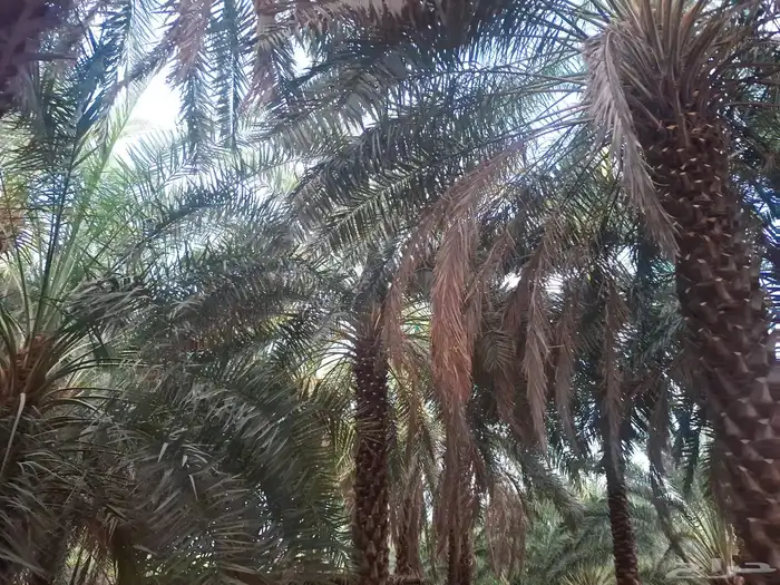 تمر برني العيص انتاج السنه 14