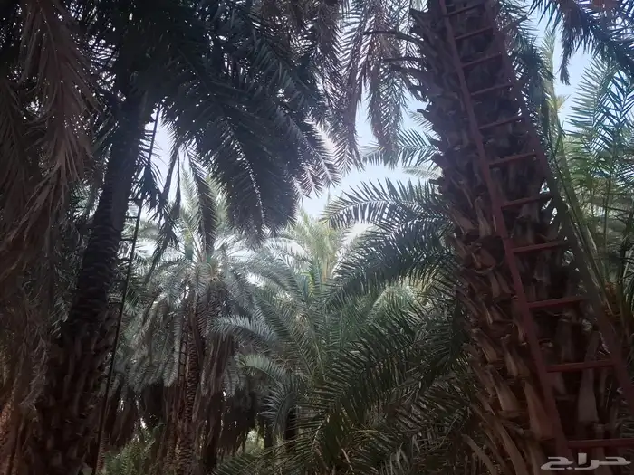 تمر برني العيص انتاج السنه 16