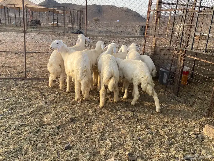 9خرفان نظيفه شحم مقفله 5