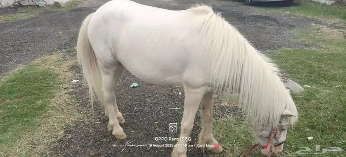 خيل 1