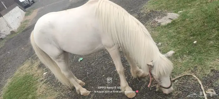 خيل 0