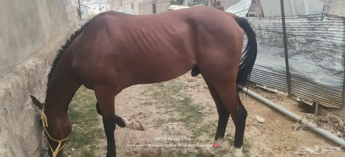خيل 2