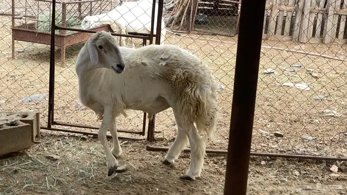 طلي حري فحل للبيع العمر توه رباع 3