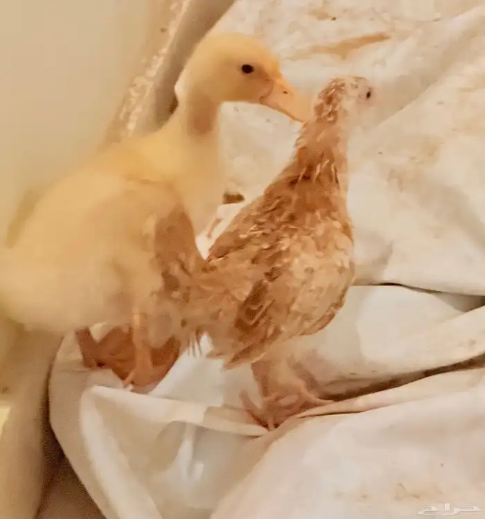 بطه 0