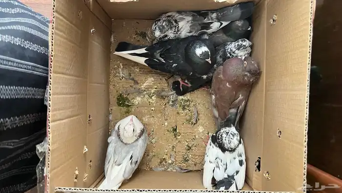 حمام للبيع الي يبغاه يجي يخذه كله 4