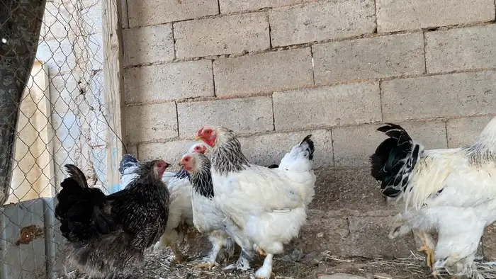 دجاج براهمه 3