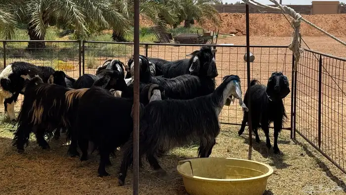 معزا مراح واحد مع فحلهن للبيع عدد 1