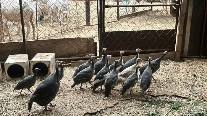 دجاج حبشي الذي يسمى (حجل ) 0
