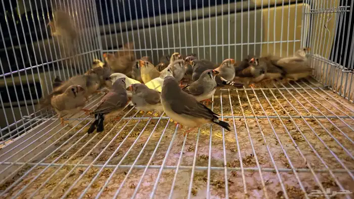 مزاد مزاد مزاد يبداء من 1 ريال 40 حبه زيبرا 0