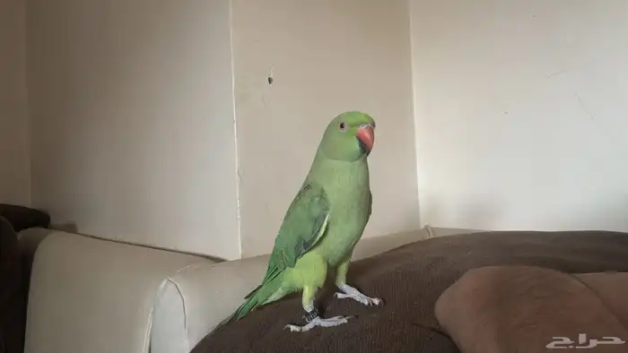 ببغاء دره 3