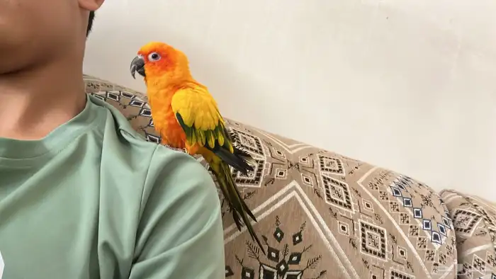 صن كنيور اليف 1