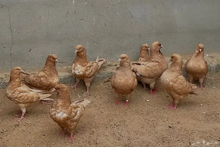 حمام كنق للبيع 3