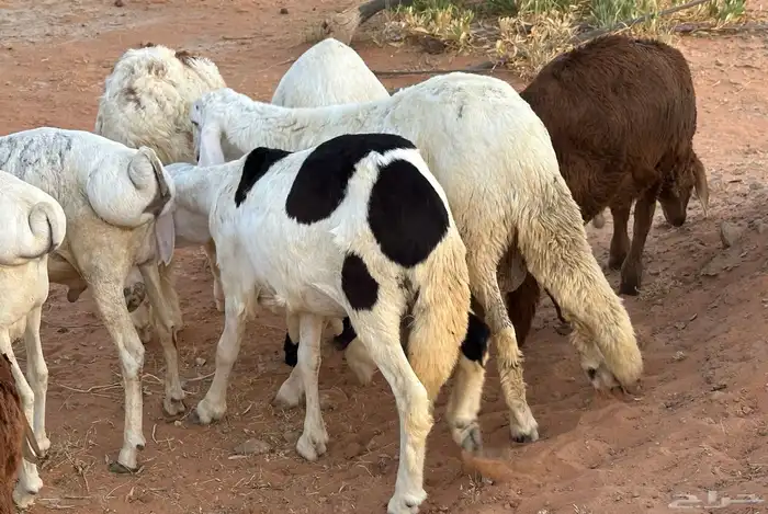 سواكن وبرابر طب وتخير 60