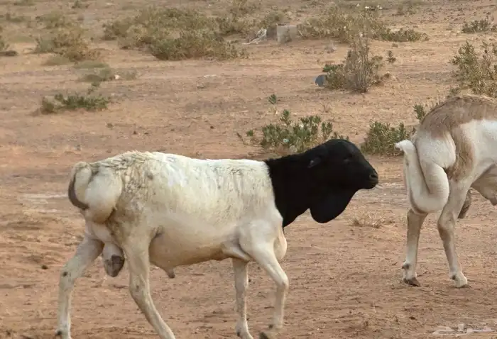 برابر جذعان مرابي 3 شهور وزود 81