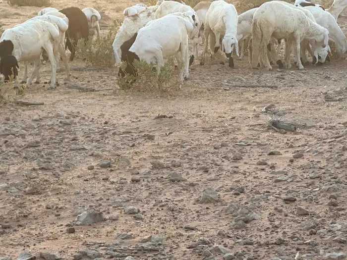 سواكن وبرابر طب وتخير 72