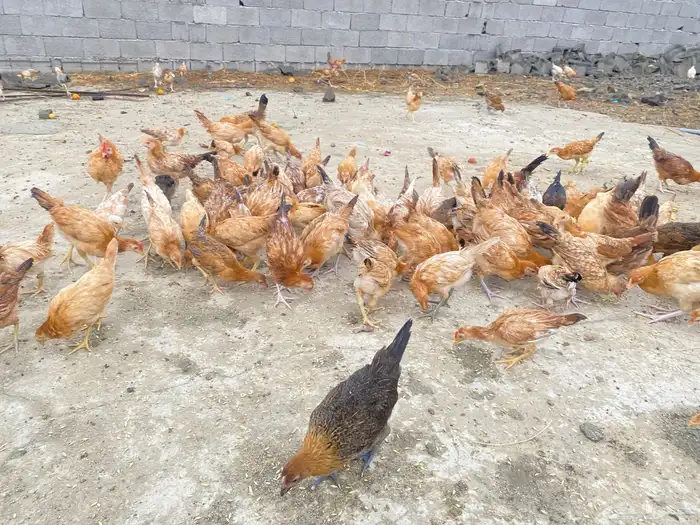 دجاج بلدي للبيععع 9