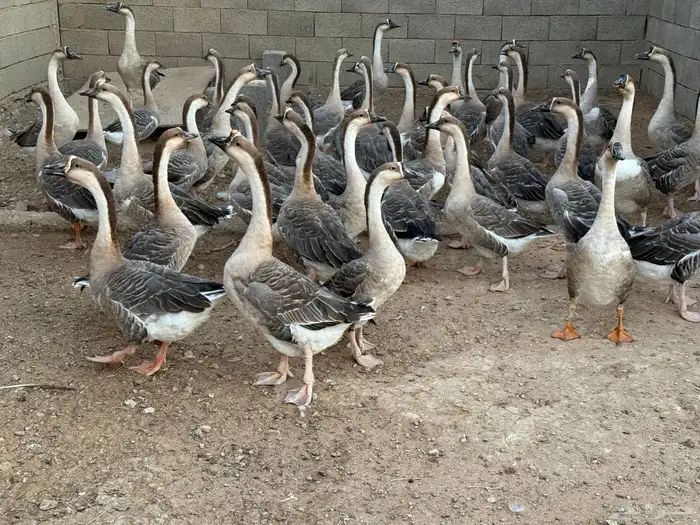 وز عراقي اصل 2
