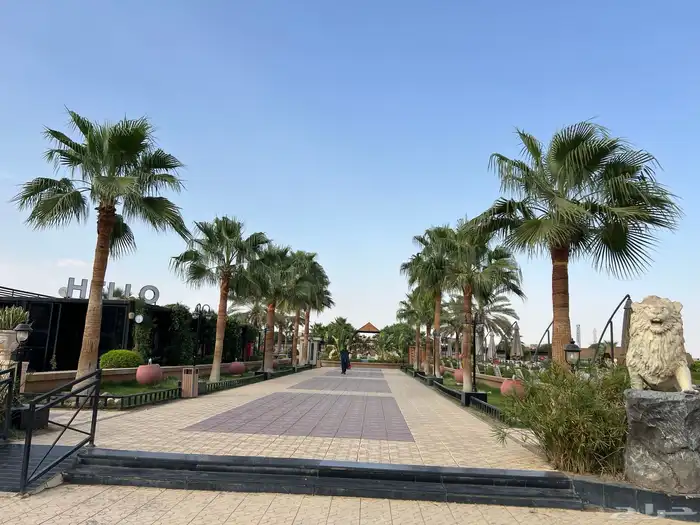 نخل واشنطن ونخل ميامي 1