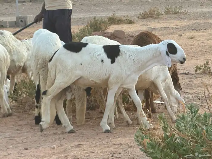 سواكن وبرابر طب وتخير 85