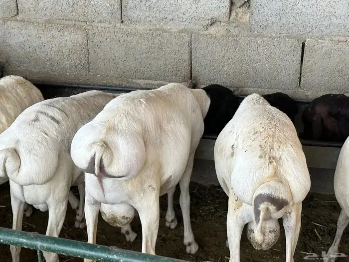 برابر جذعان مرابي 3 شهور وزود 45