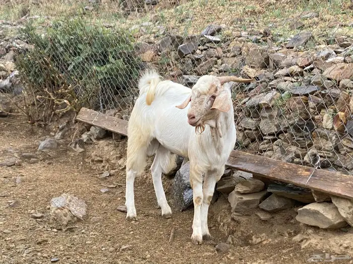 فحل ماعز مزين 1