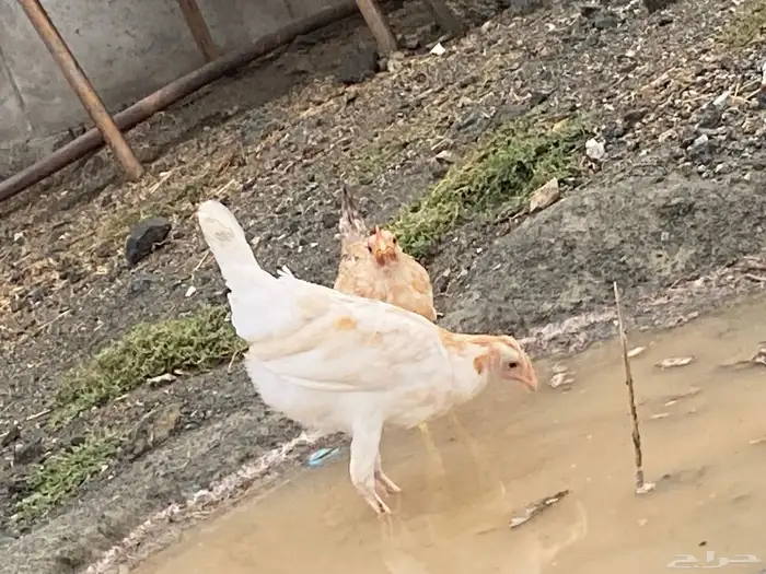 دجاج بلدي للبيععع 0