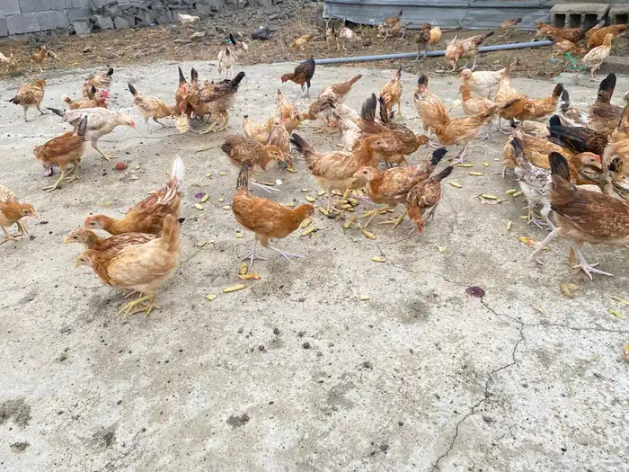 دجاج بلدي للبيععع 23
