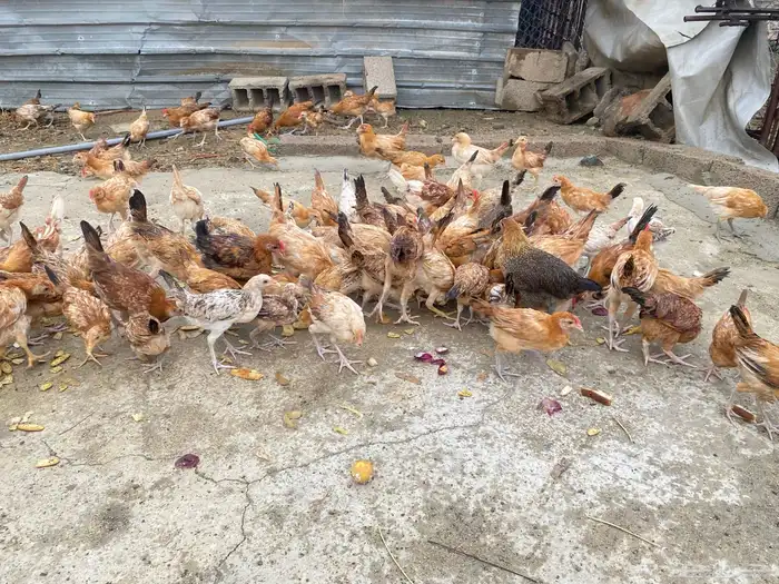 دجاج بلدي للبيععع 26