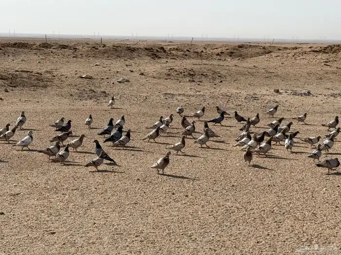 حمام سلفر 0