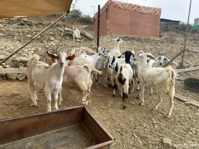 بهم ماعز للبيع جفار وجفرات 1