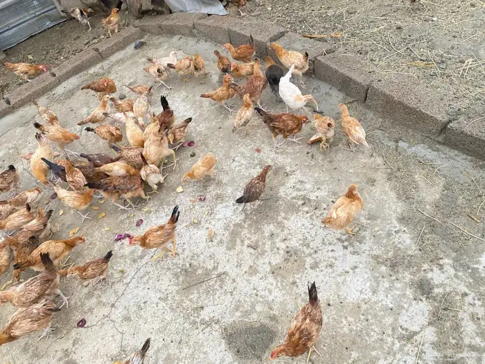 دجاج بلدي للبيععع 20