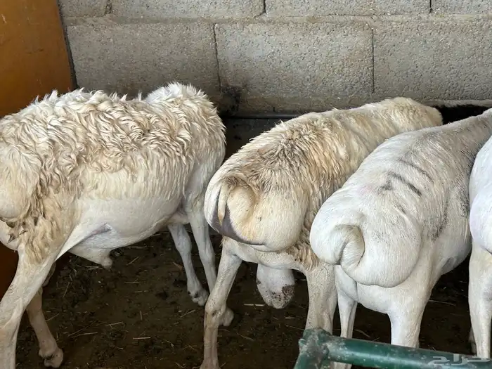 برابر جذعان مرابي 3 شهور وزود 47