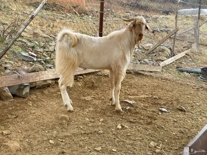 فحل ماعز مزين 6