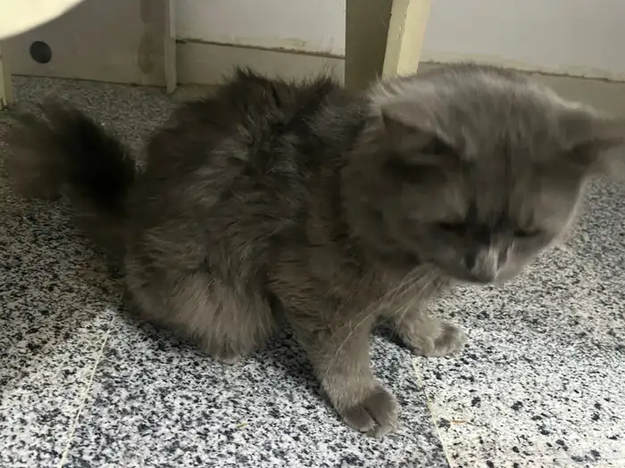 بسة أو قطة لتبني 4
