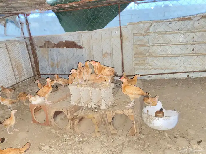 دجاج بلدي للبيععع 40
