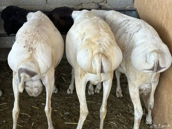 برابر جذعان مرابي 3 شهور وزود 15