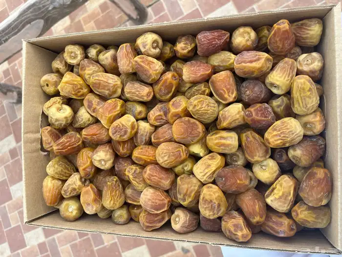 تمر سكري عضوي نفود الزلفي 5
