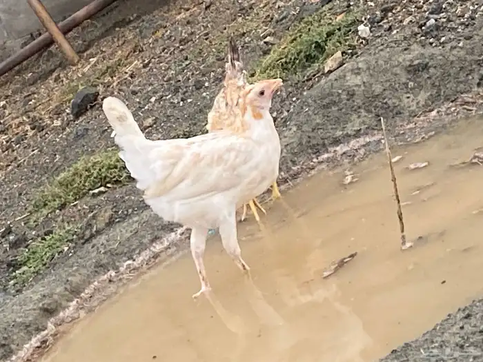دجاج بلدي للبيععع 1