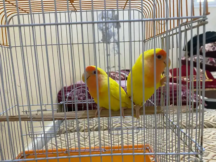 زوج روز لاتينو 1