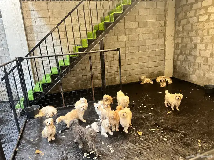 Dogs for adoption in Dammam 19
