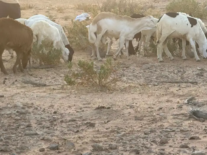 سواكن وبرابر طب وتخير 81