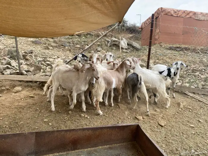 بهم ماعز للبيع جفار وجفرات 2